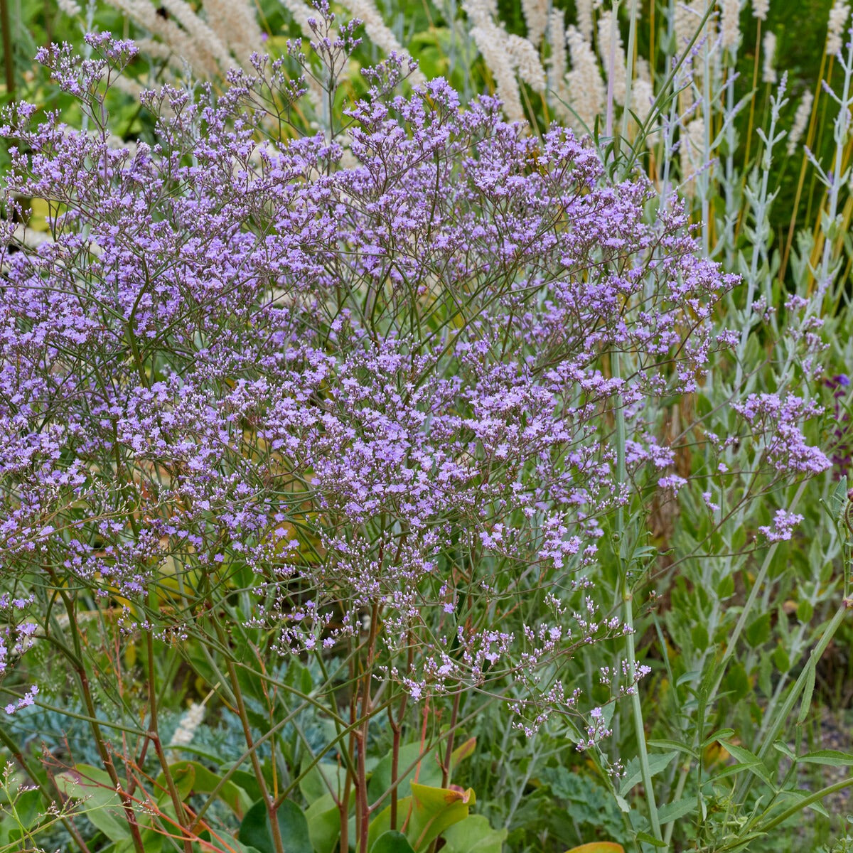 Statice vivace - Limonium gerberi - Bakker