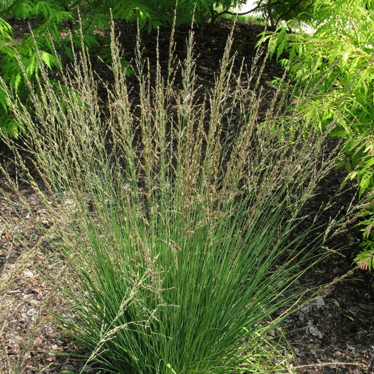 Molinie bleue Moorflamme - Bakker