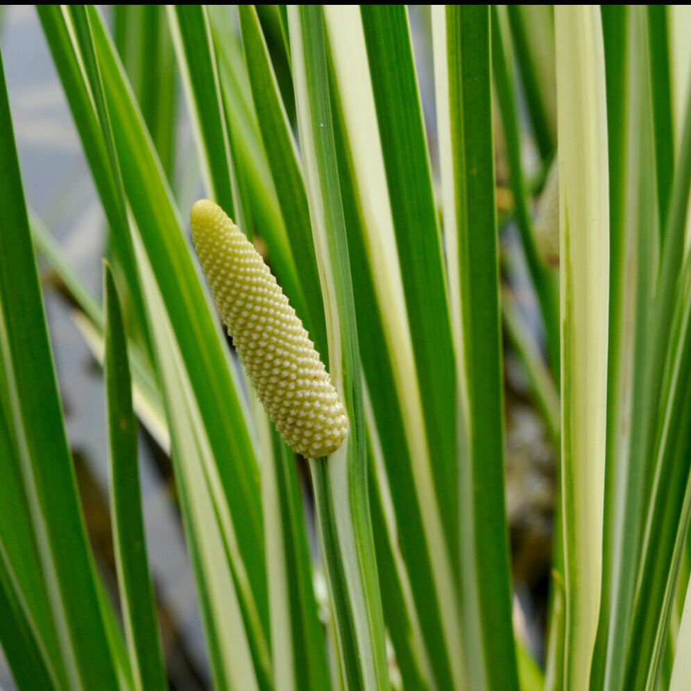 Acorus calamus variegatus - Acore odorant panaché - Plantes de berge