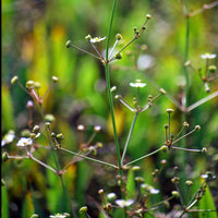 Alisma lanceolatum - Plantain d'eau lancéolé - Toutes les plantes de bassin