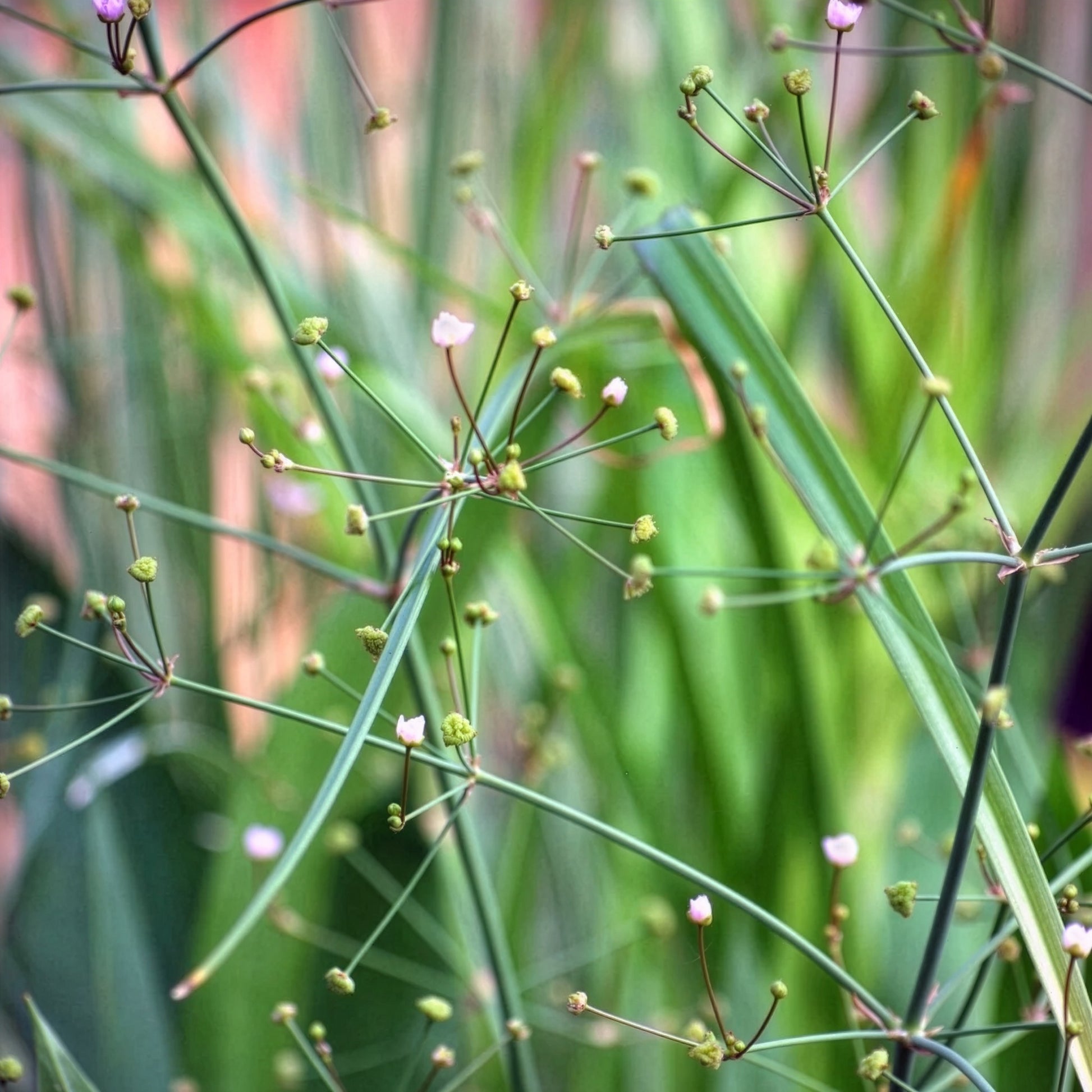 Alisma lanceolatum - Plantain d'eau lancéolé - Toutes les plantes de bassin