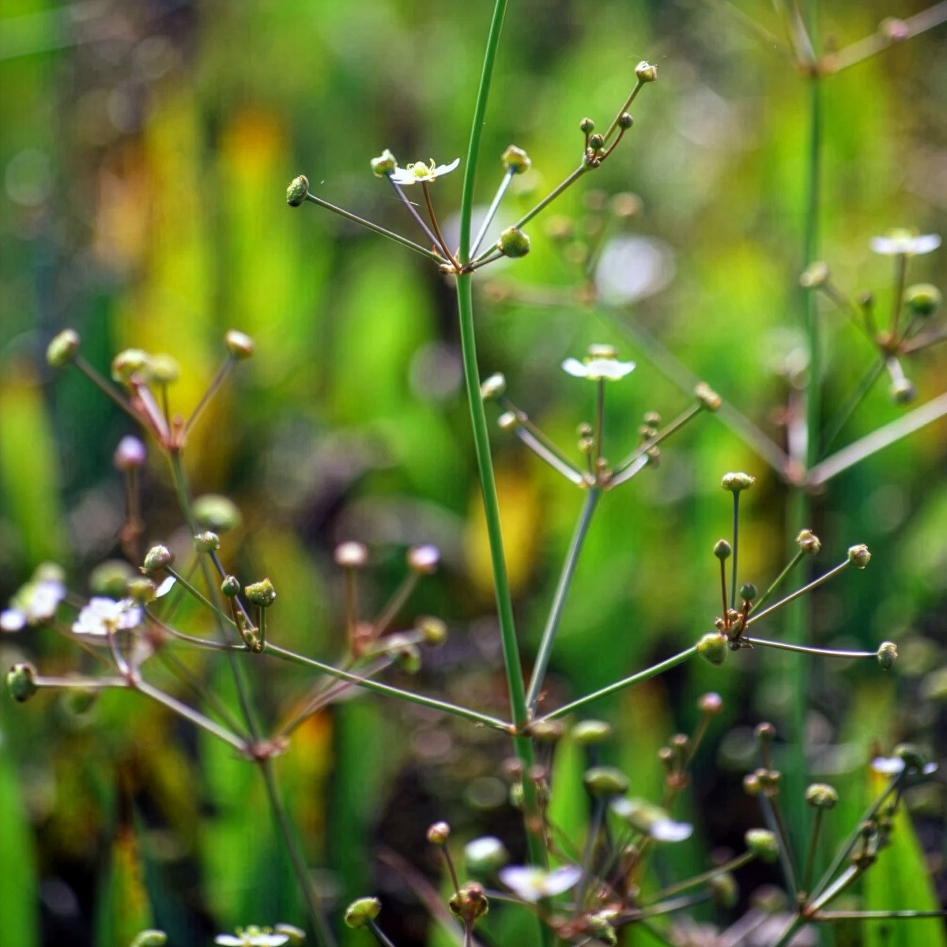 Vente Plantain d'eau lancéolé - Alisma lanceolatum