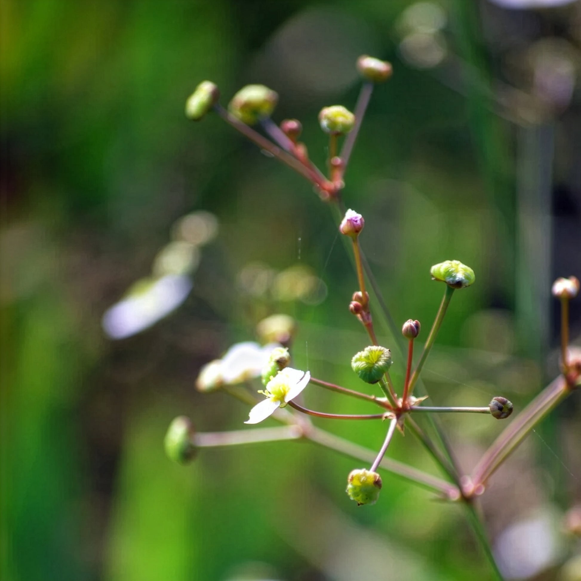 Plantain d'eau lancéolé - Alisma lanceolatum - Bakker