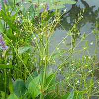 Alisma plantago-aquatica - Plantain d'eau - Racines nues