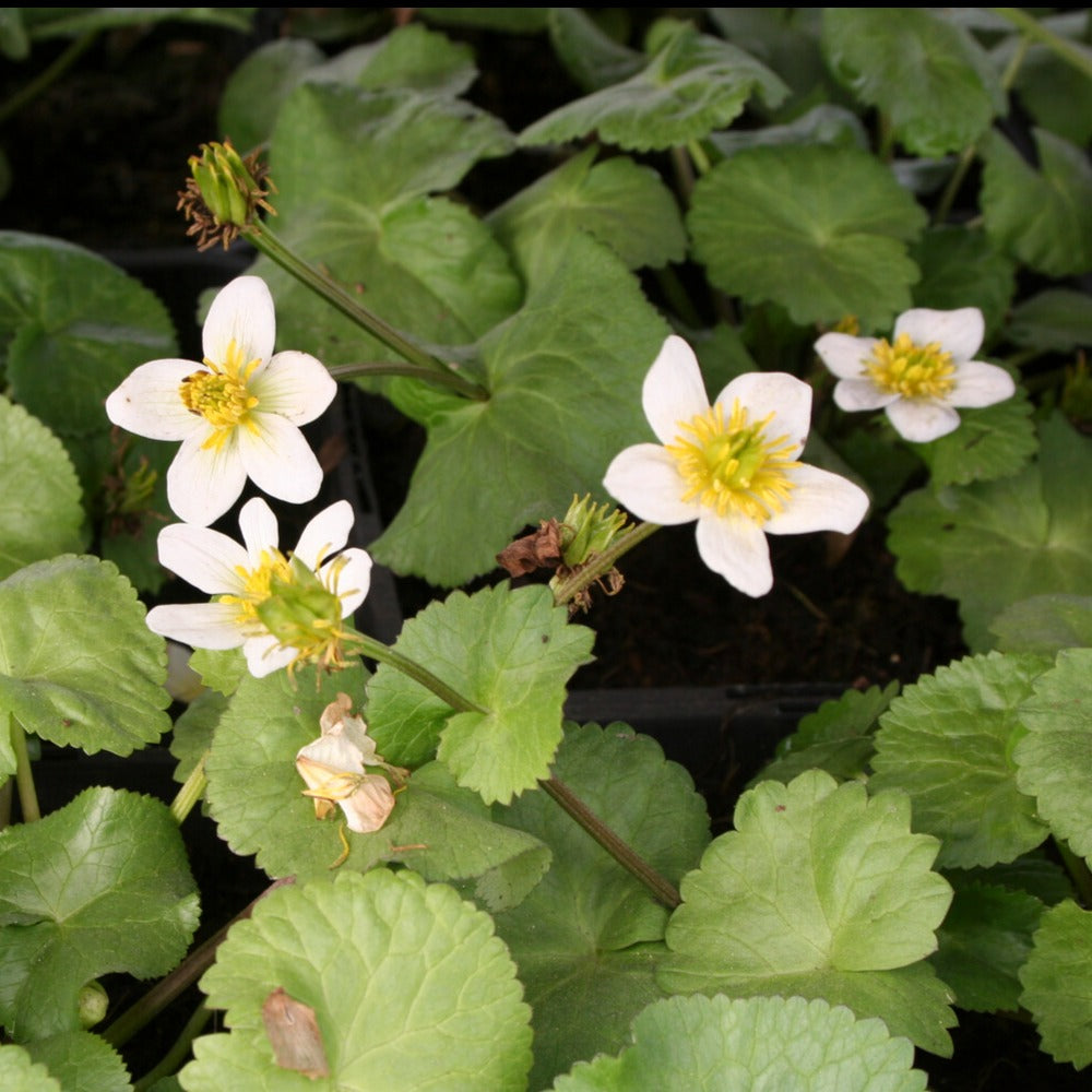 Populage blanc des marais - Caltha alba - Toutes les plantes de bassin