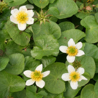 Caltha alba - Populage blanc des marais - Toutes les plantes de bassin