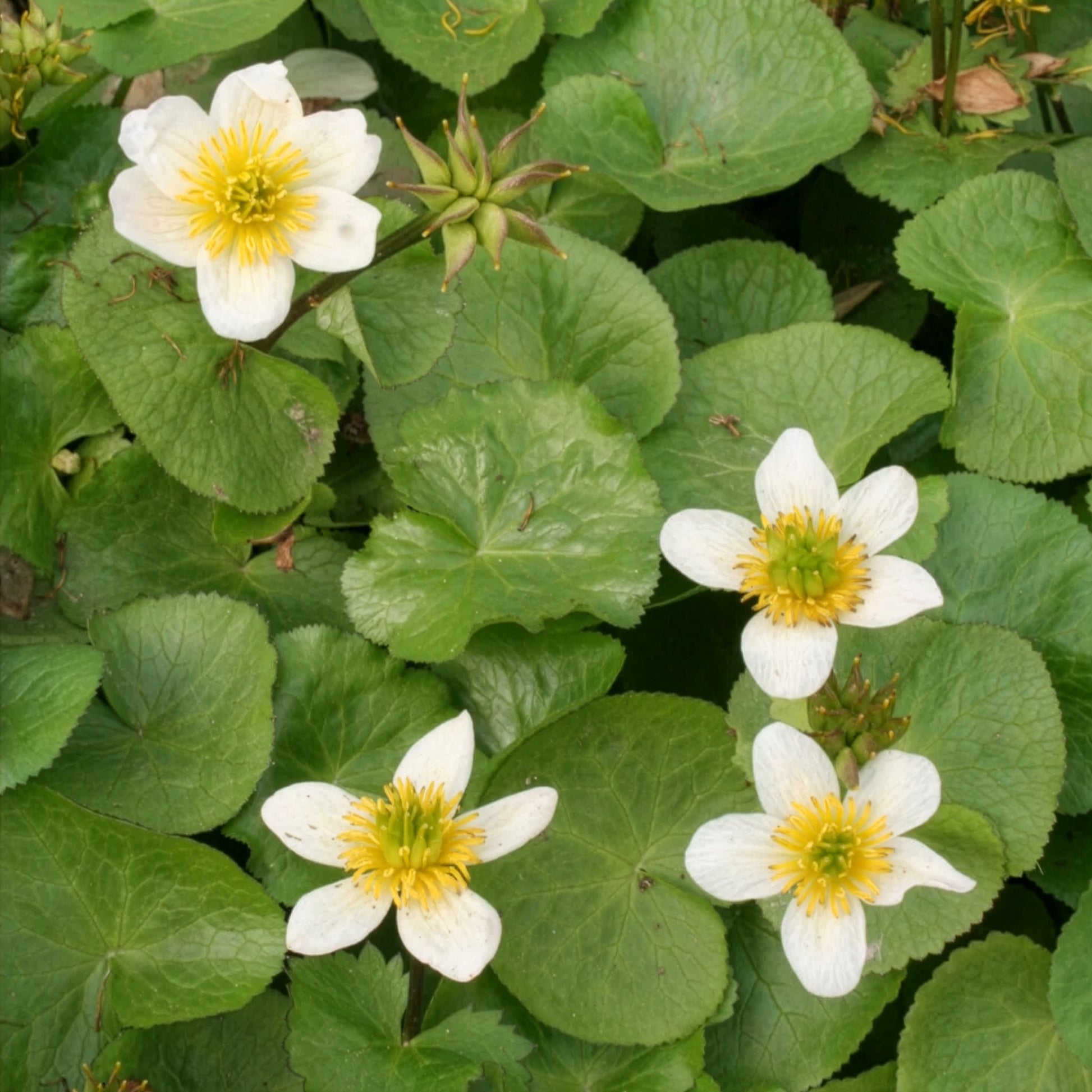 Caltha alba - Populage blanc des marais - Toutes les plantes de bassin