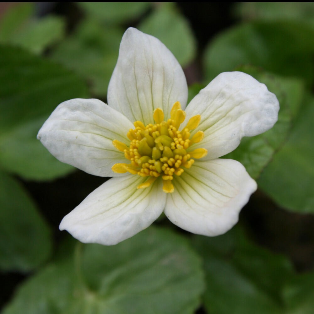 Populage blanc des marais - Caltha alba - Plantes de bassin