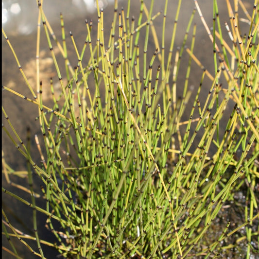 Petite prêle - Equisetum scirpoides - Plantes d'extérieur