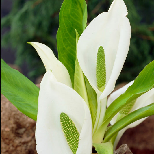 Arum bananier blanc - Lysichiton camtschatcensis - Toutes les plantes de bassin