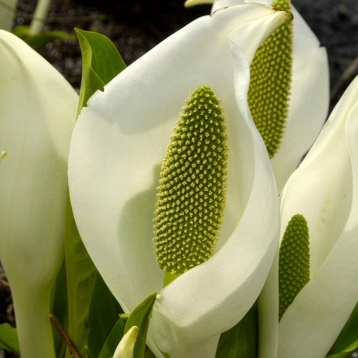 Lysichiton camtschatcensis - Arum bananier blanc - Plantes de berge
