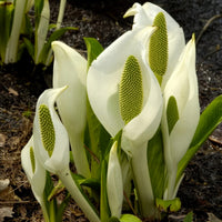Lysichiton camtschatcensis - Arum bananier blanc - Plantes de berge