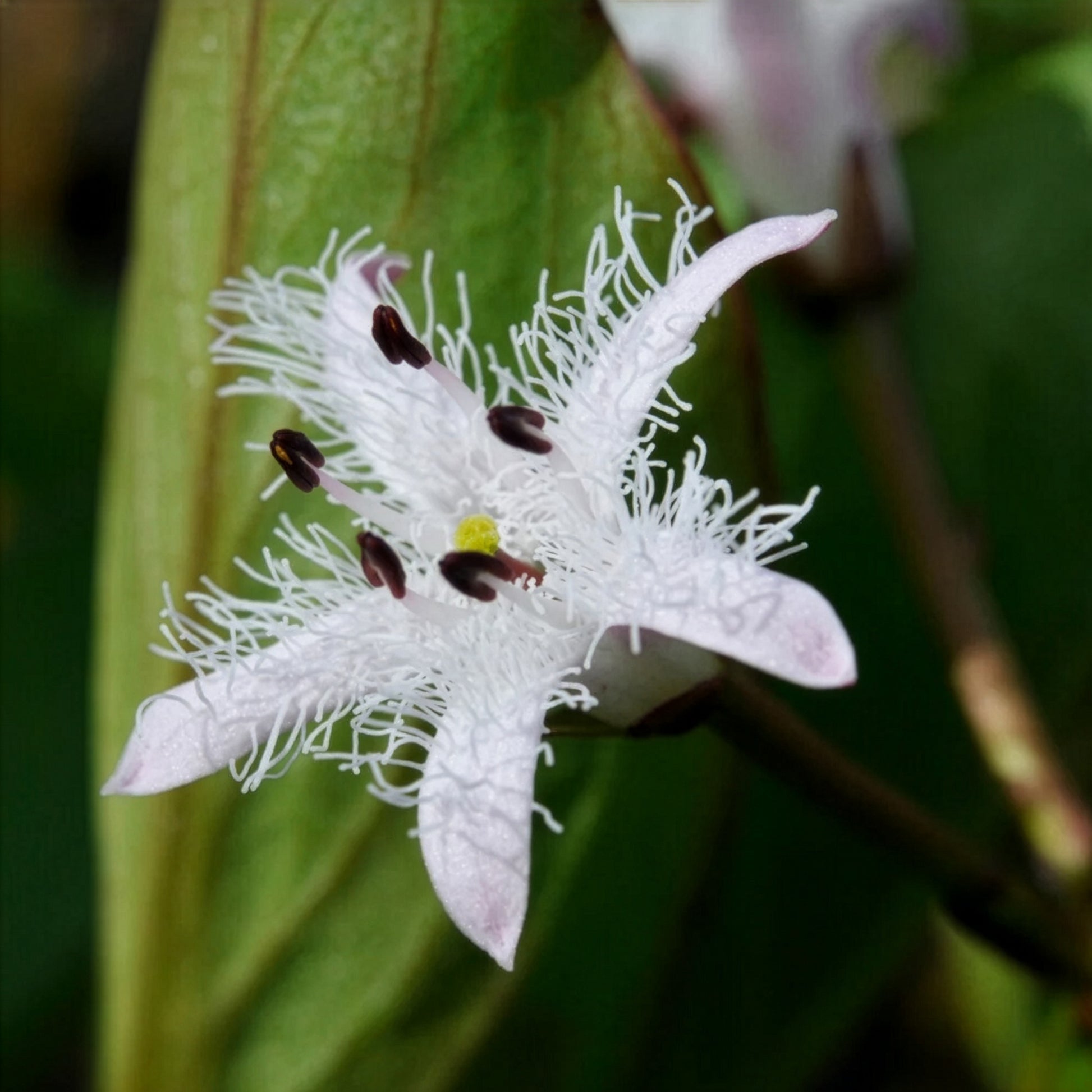 Trèfle d'eau - Menyanthes trifoliata - Bakker