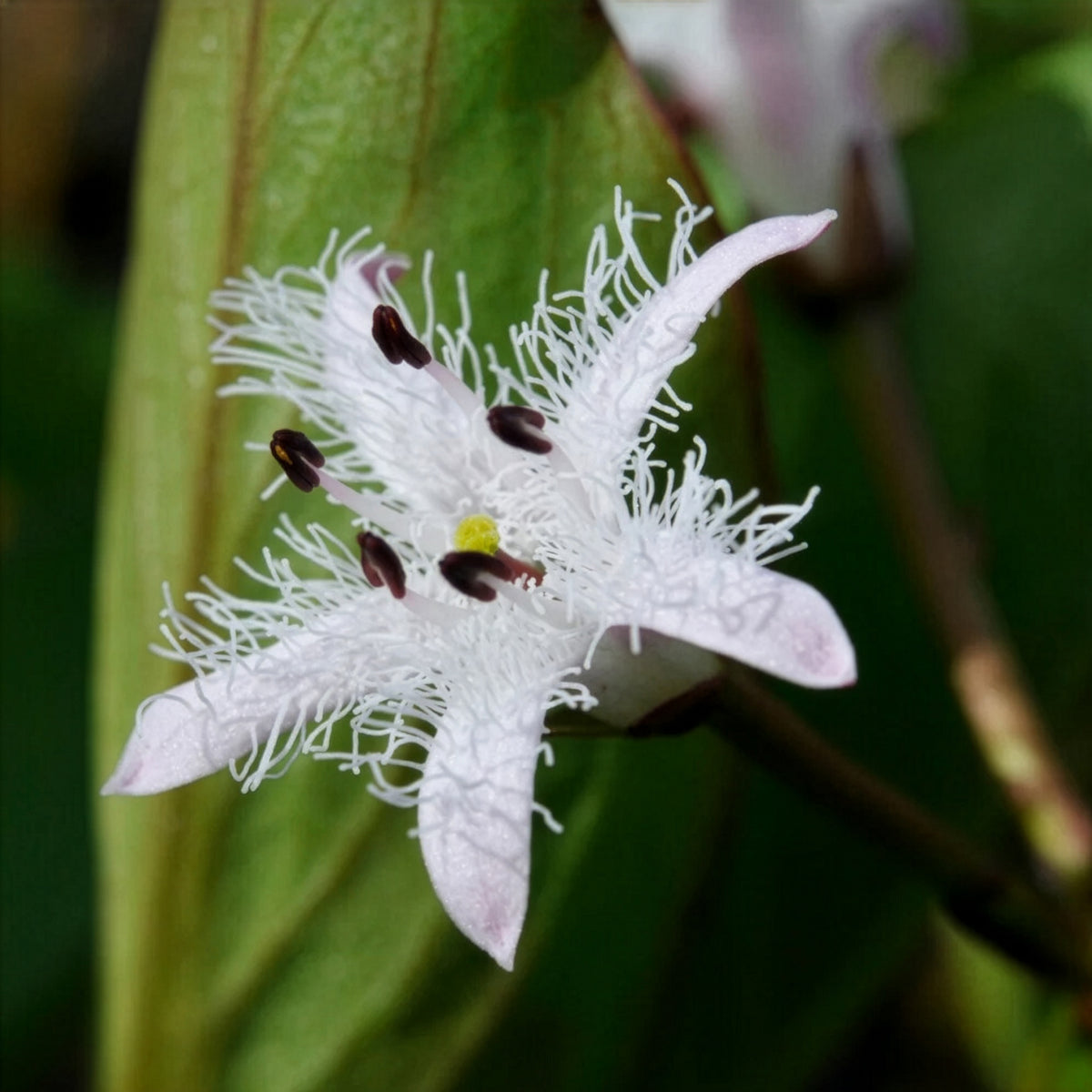 Menyanthes trifoliata - Trèfle d'eau - Plantes aquatiques