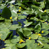 Vente Nénuphar commun - Nuphar lutea