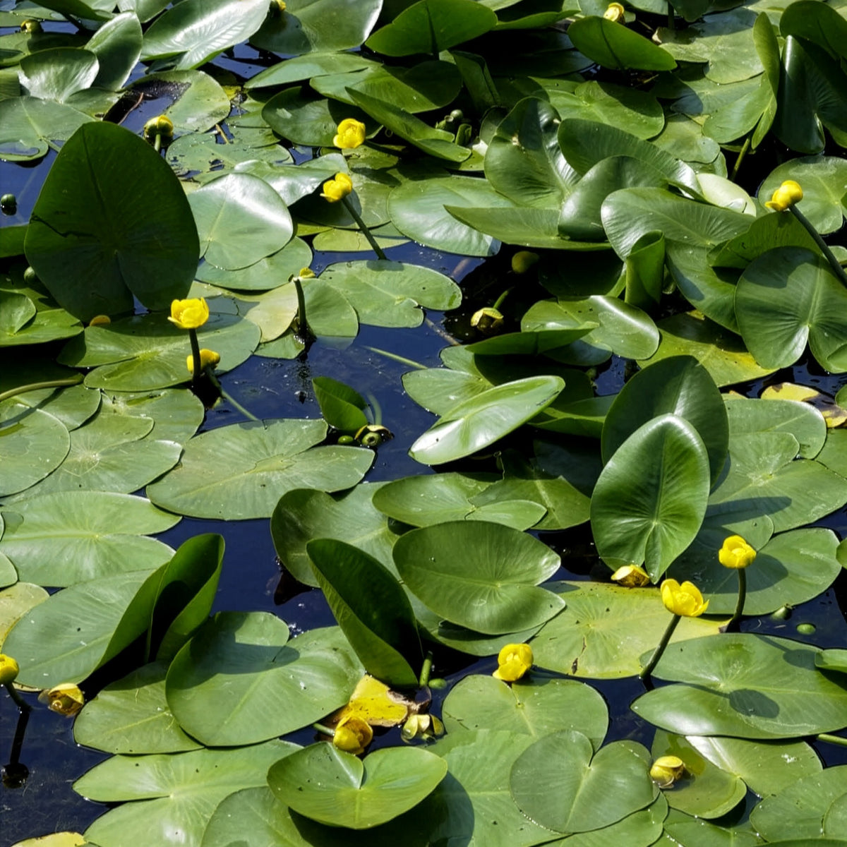 Nénuphars - Nénuphar commun - Nuphar lutea