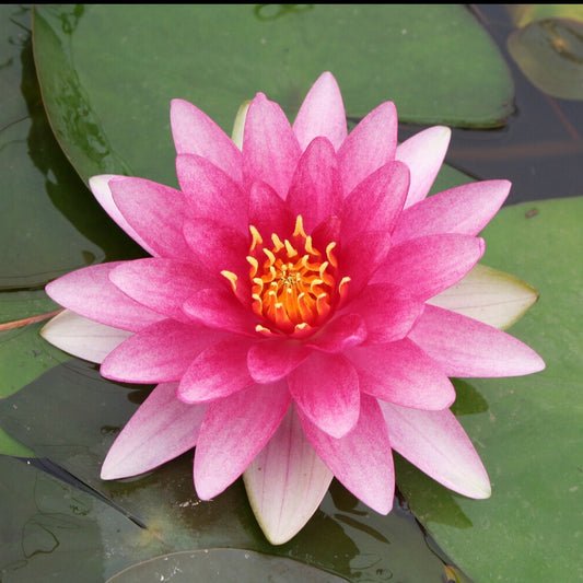 Nénuphar Charles de Meurville - Bakker