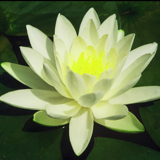 Nénuphar Gladstoniana - Bakker