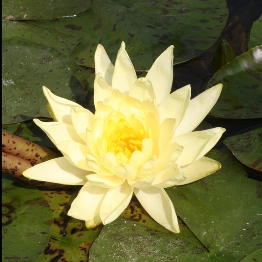 Nénuphar Joey Tomacick - Bakker