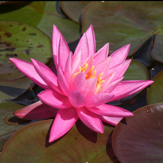 Nénuphar Rose Arey - Bakker