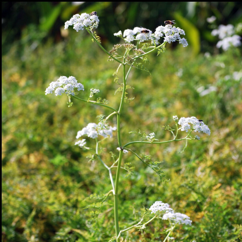 Oenanthe aquatique - Oenanthe aquatica - Toutes les plantes de bassin