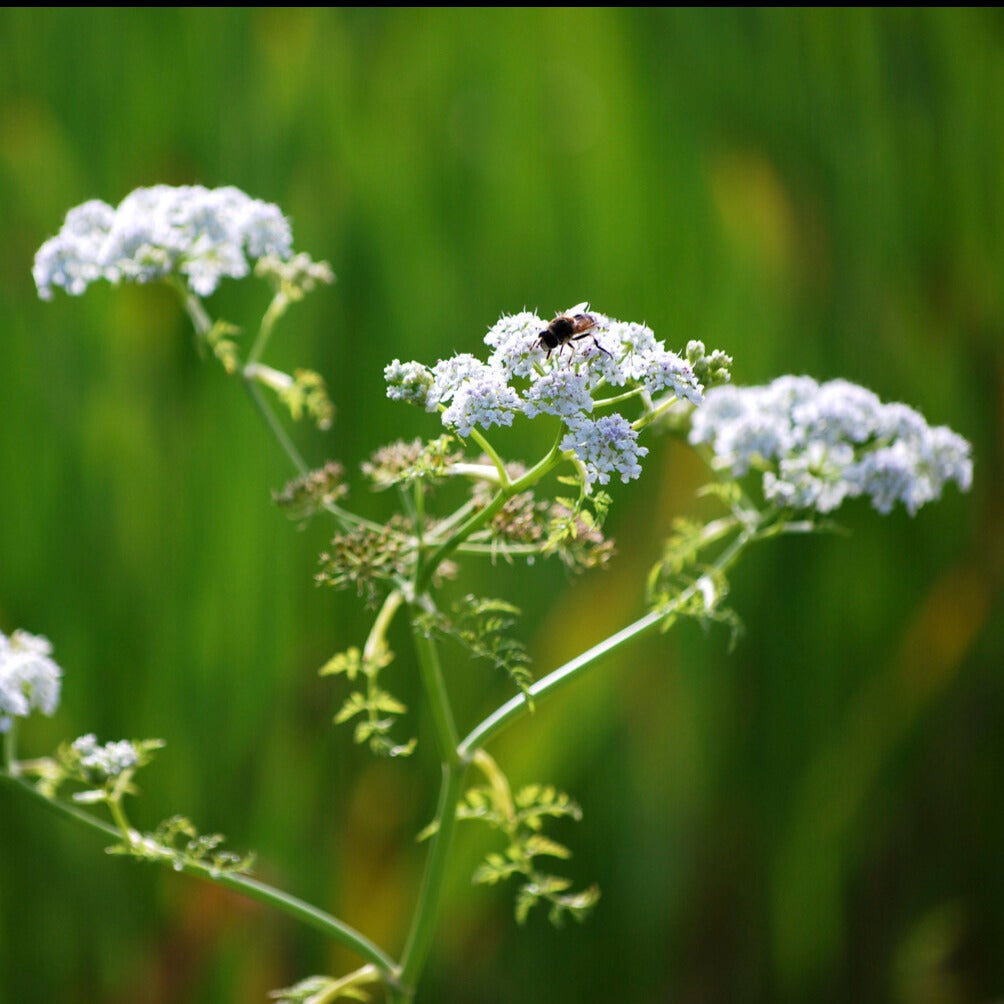 Oenanthe aquatique - Oenanthe aquatica - Plantes de bassin