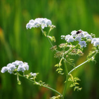 Oenanthe aquatica - Oenanthe aquatique - Oenanthe