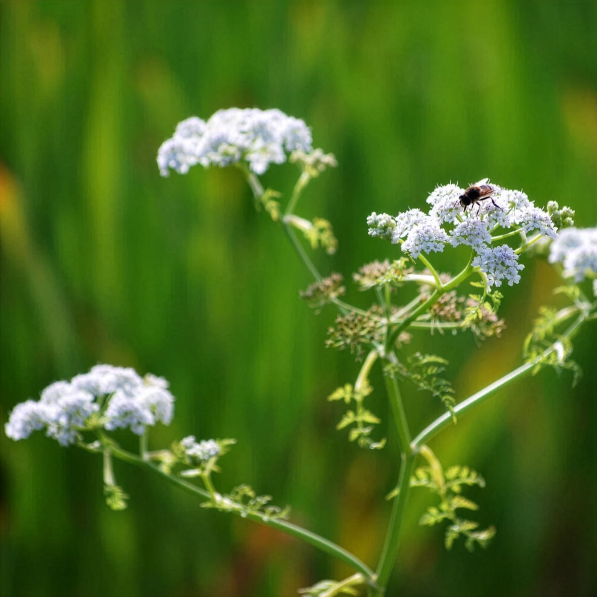Oenanthe aquatica - Oenanthe aquatique - Oenanthe