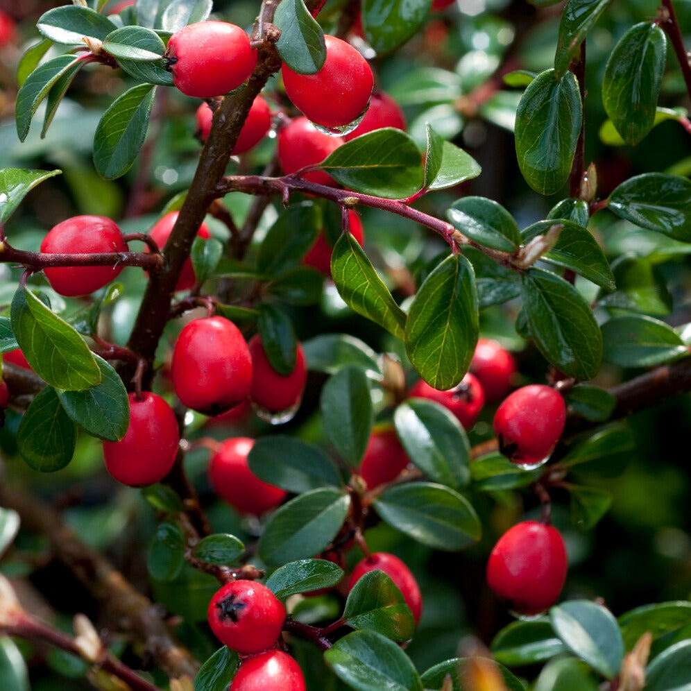 Cotonéaster 'Coral Beauty' - Arbustes fleuris - Bakker