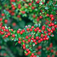 Cotonéaster 'Coral Beauty' - Cotoneaster suecicus Coral Beauty - Bakker