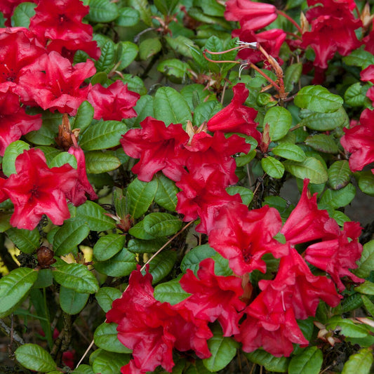 Rhododendron Scarlet Wonder