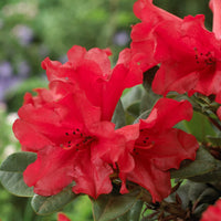 Rhododendron Scarlet Wonder - Rhododendron Scarlet Wonder - Bakker