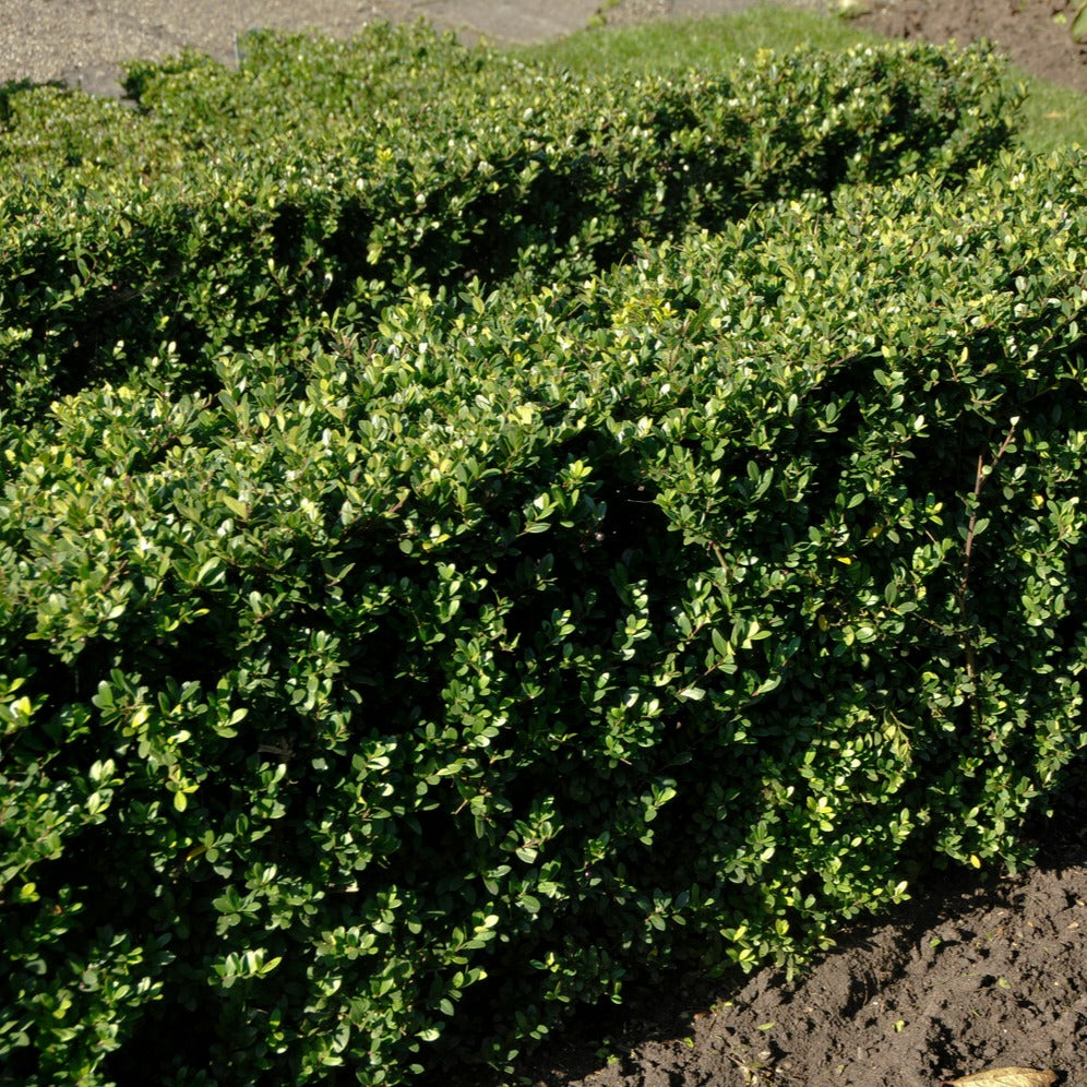 Bakker - Houx du Japon - Ilex crenata dark green - Haies