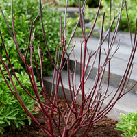 Cornus alba kesselringii - Cornouiller à bois noir Kesselringii - Arbustes