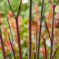 Cornouiller à bois noir Kesselringii - Cornus alba kesselringii - Bakker