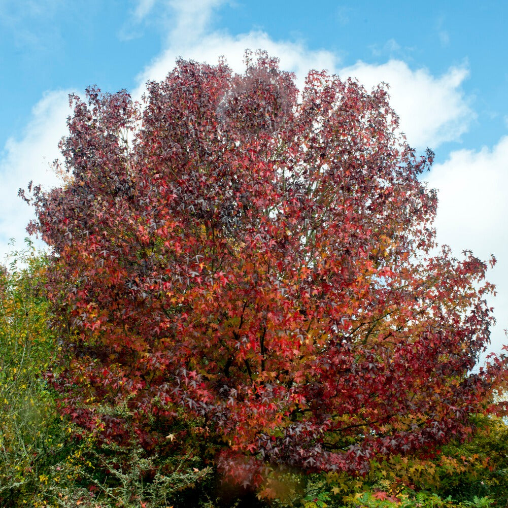 Copalme - Liquidambar