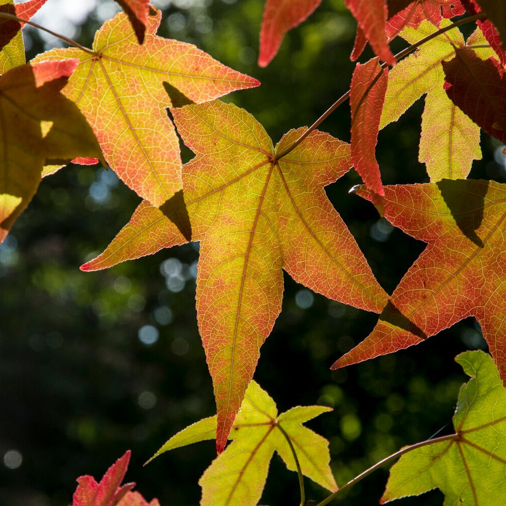 Copalme d'Amérique - Liquidambar - Liquidambar styraciflua - Bakker