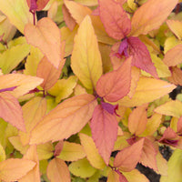 Spirée du Japon Firelight - Spiraea japonica Firelight - Bakker