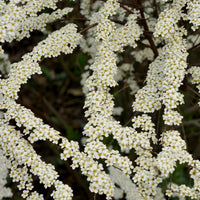 Spiraea dentelée - Spiraea arguta - Bakker