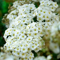 Spirée de vanhoutte - Spiraea vanhouttei - Bakker