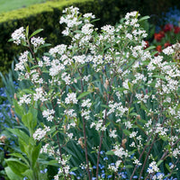 Aronia à feuilles d'arbousier Brilliant - Bakker