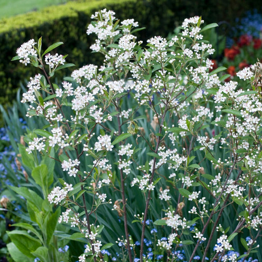 Aronia à feuilles d'arbousier Brilliant - Bakker