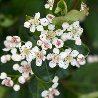 Aronia à fruits noirs - Aronia melanocarpa - Bakker