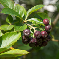 Aronia melanocarpa - Aronia à fruits noirs - Arbustes