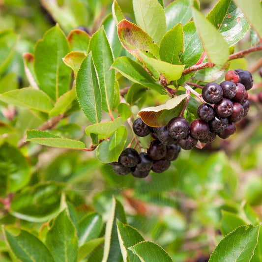 Aronia à fruits noirs