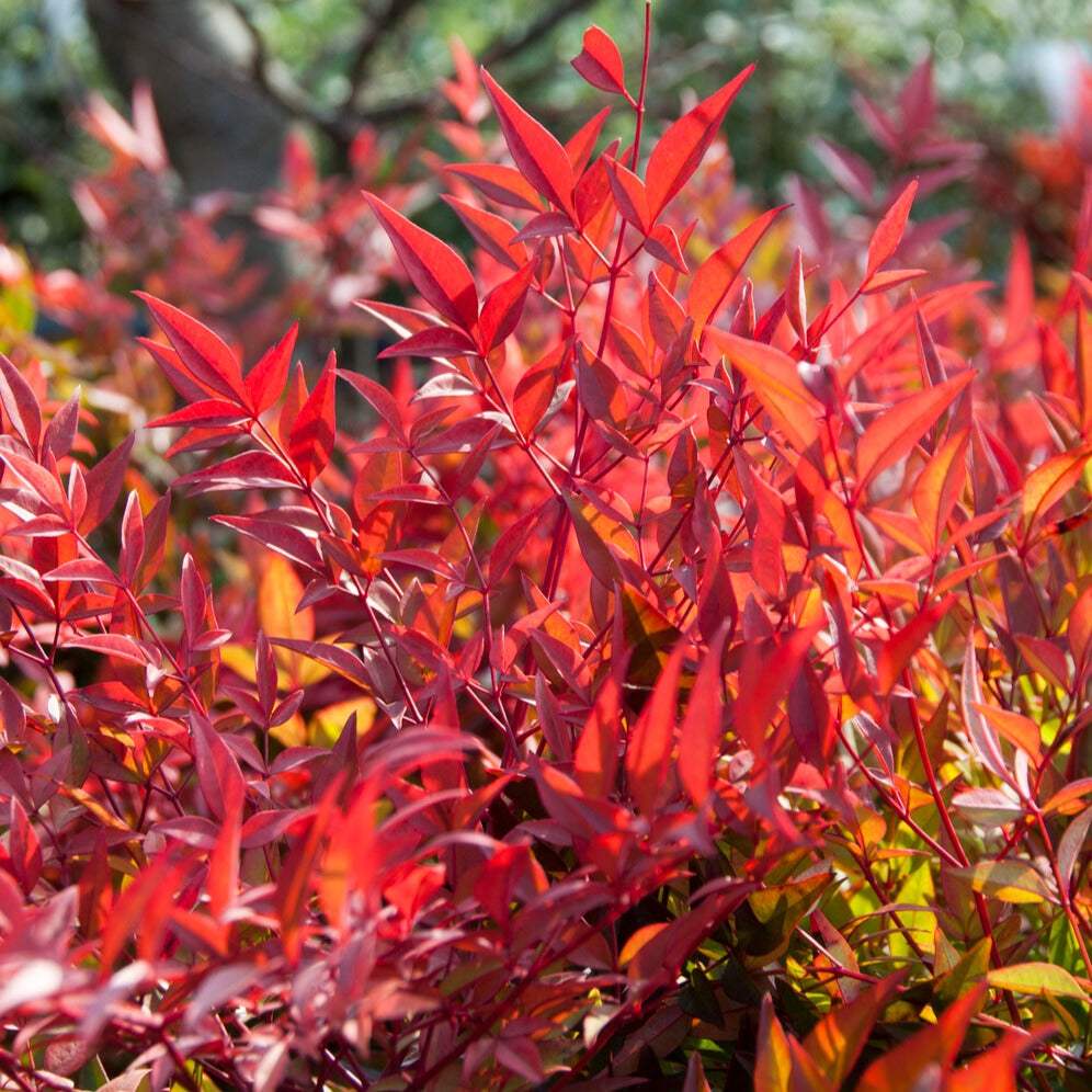 Bambou sacré orange cuivre - Nandina domestica Gulf Stream - Bakker