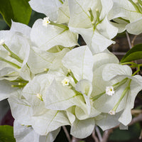 Bougainvillea white - Bougainvillier blanc - Bougainvillier