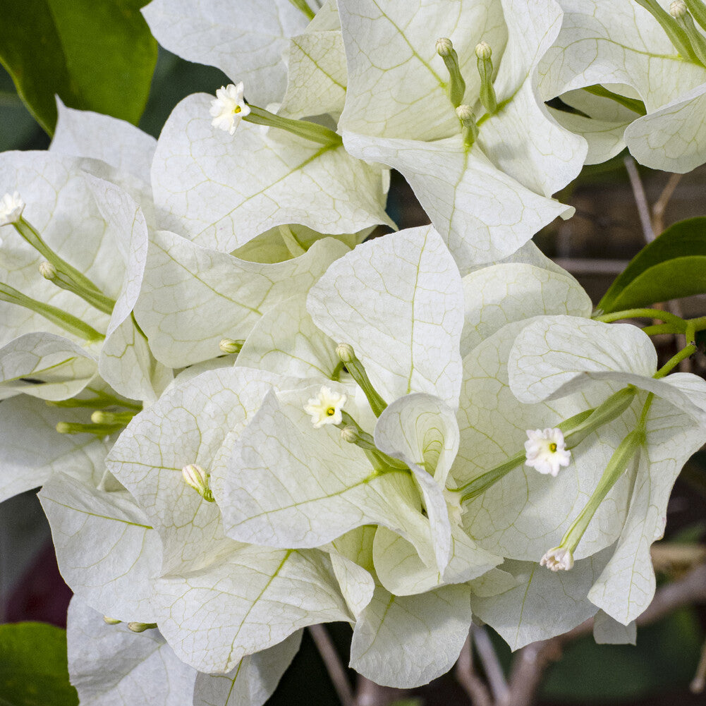 Bougainvillea white - Bougainvillier blanc - Bougainvillier - Bougainvillea