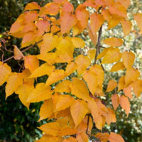 Erable du père David - Acer davidii - Plantes d'extérieur