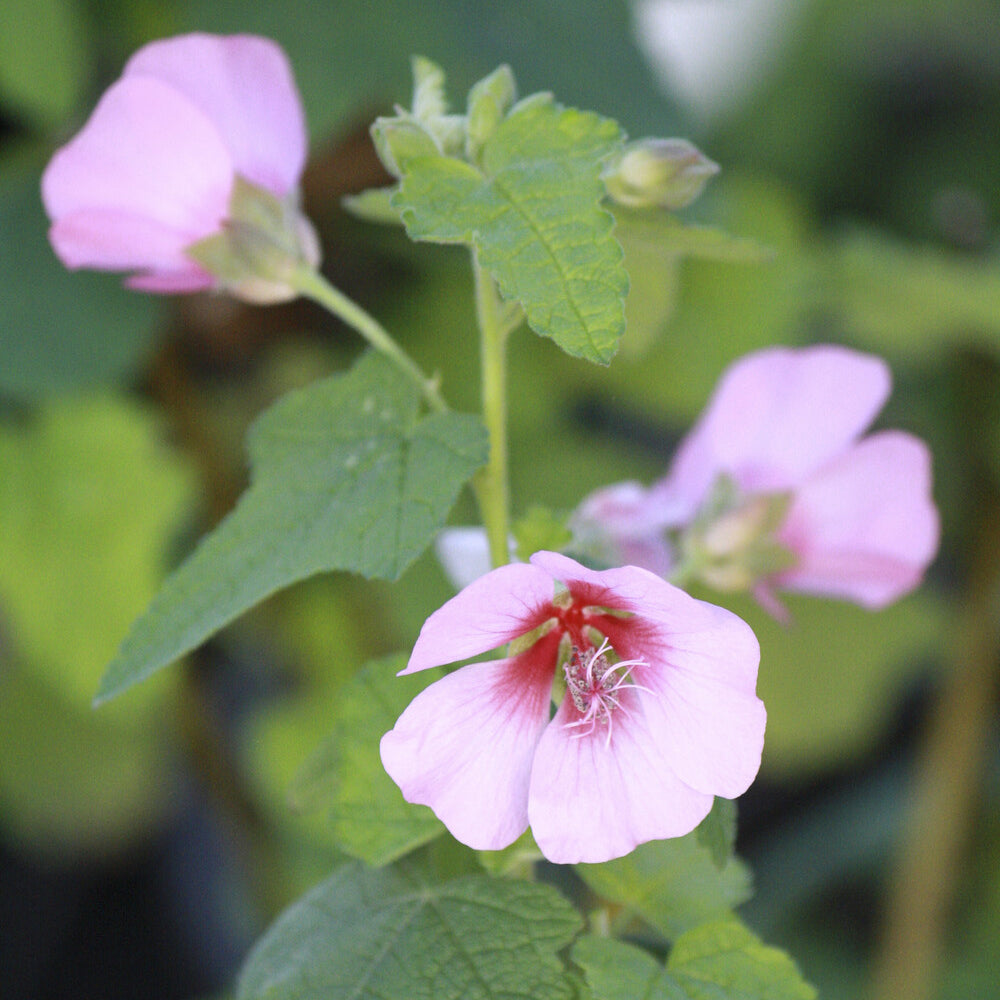 Anisodontea capensis - Mauve du Cap - Plantes de terrasses et balcons